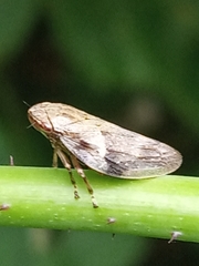 Aphrophora alni