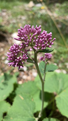 Adenostyles alliariae