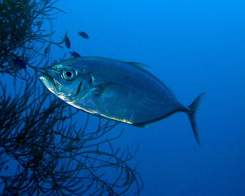Barcheek trevally (Carangoides plagiotaenia) — Carangidae — 5