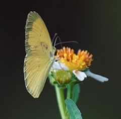 Eurema blanda