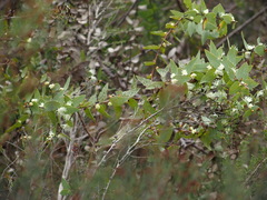 Hakea ferruginea