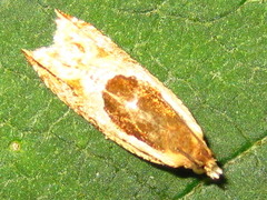 Ancylis badiana