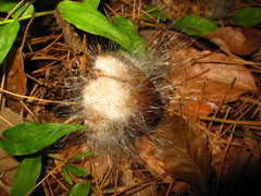 Spinellus
