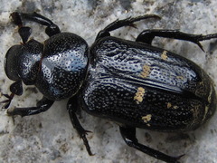 Clinterocera scabrosa