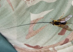 Philoliche longirostris
