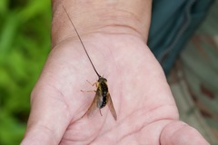 Philoliche longirostris