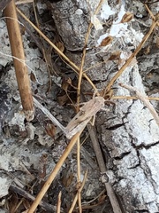 Chorthippus brunneus