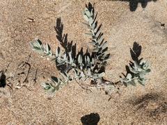 Convolvulus persicus