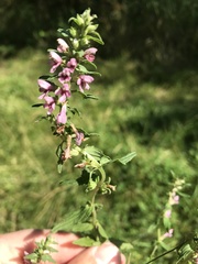 Odontites vulgaris