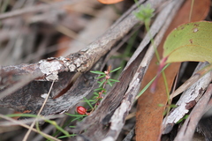 Micrantheum ericoides