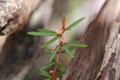 Micrantheum ericoides