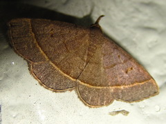 Paracolax trilinealis