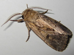 Spodoptera depravata