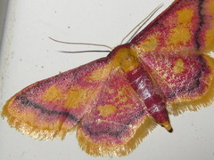Idaea muricata