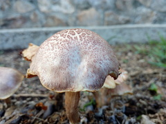 Gymnopilus subpurpuratus image