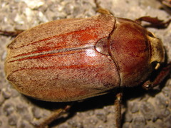 Melolontha incana