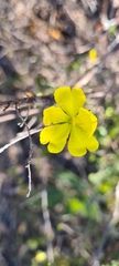Hibbertia cistiflora