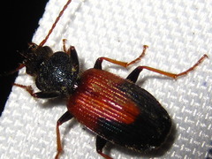 Cymindis daimio