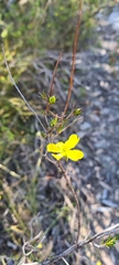 Hibbertia cistiflora