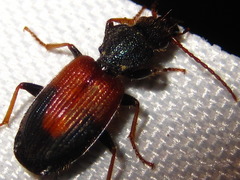 Cymindis daimio