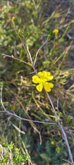 Hibbertia cistiflora