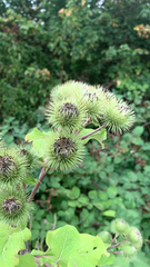 Arctium lappa