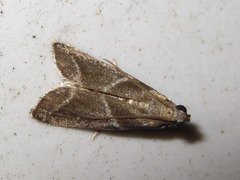 Nyctegretis triangulella