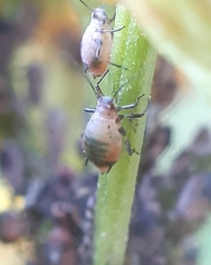 Metopeurum fuscoviride