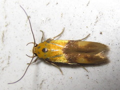 Stathmopoda auriferella