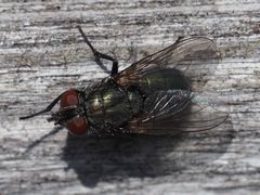 Protocalliphora azurea