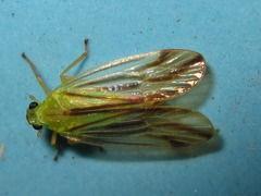 Catullia vittata