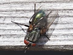 Protocalliphora azurea