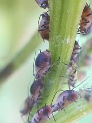 Metopeurum fuscoviride