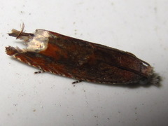 Ancylis selenana