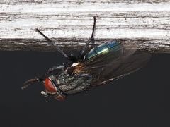 Protocalliphora azurea