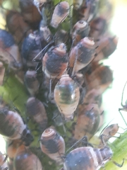 Metopeurum fuscoviride