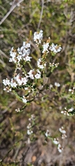 Epacris microphylla