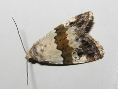 Maliattha signifera