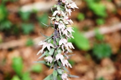 Epipactis atrorubens