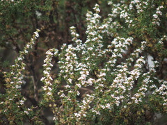 Leptospermum erubescens