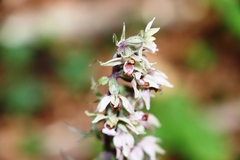 Epipactis atrorubens