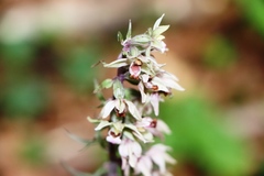 Epipactis atrorubens