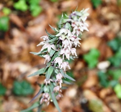 Epipactis atrorubens