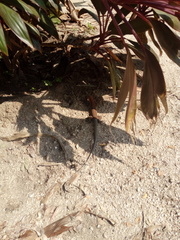 Aspidoscelis guttatus