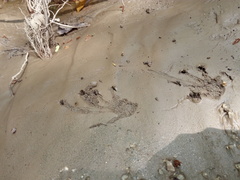 Iguanidae