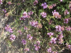 Thymus pallasianus