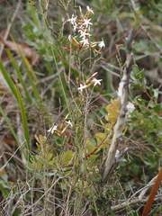 Lysinema pentapetalum