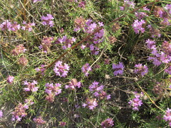 Thymus pallasianus