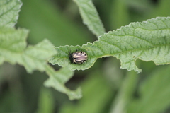 Calligrapha dislocata