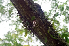 Bulbophyllum fascinator